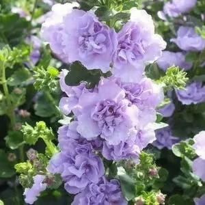 Hollyhock Flower Seeds – Imported High-Quality Blooms