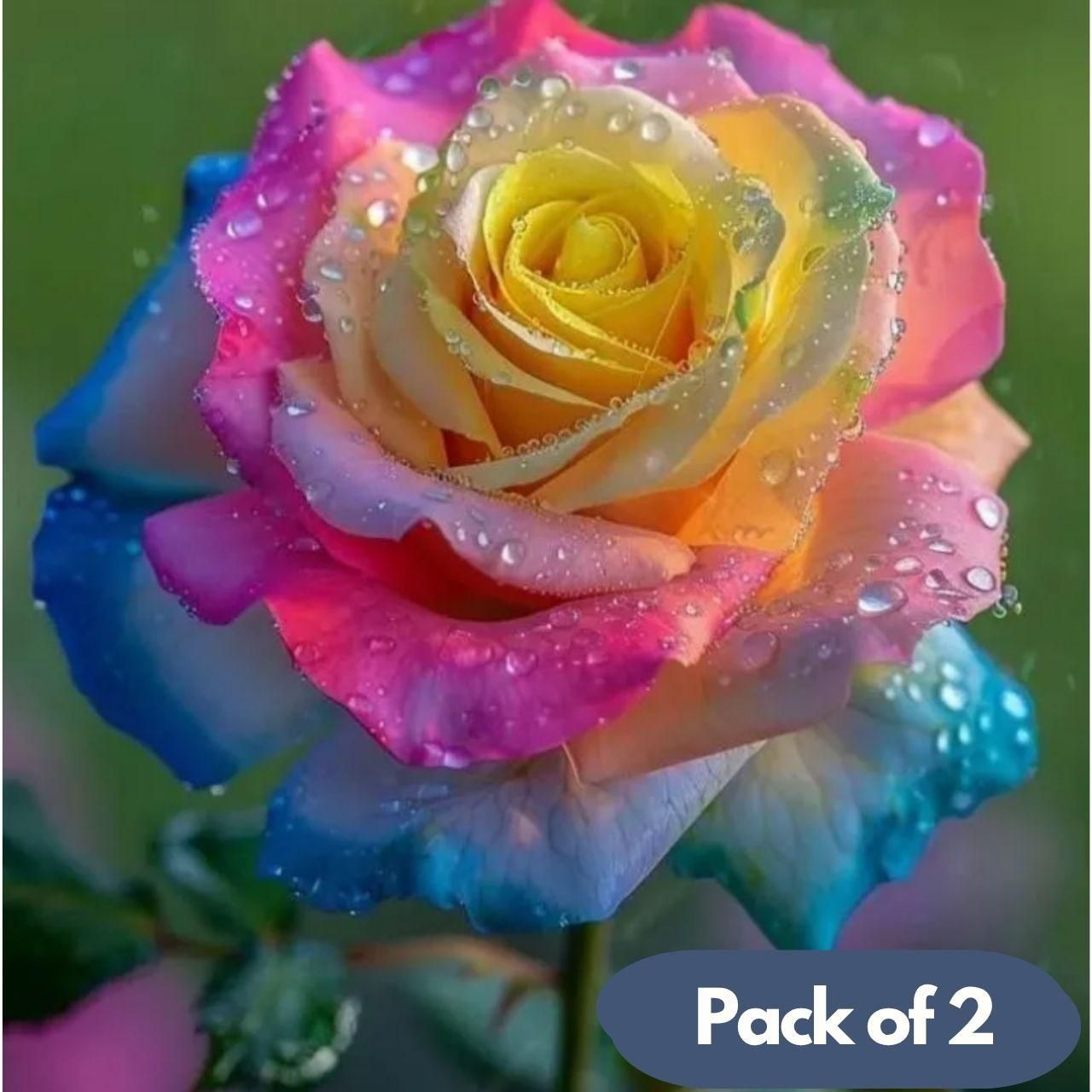 Mystic Rainbow Roses (pack of 2)