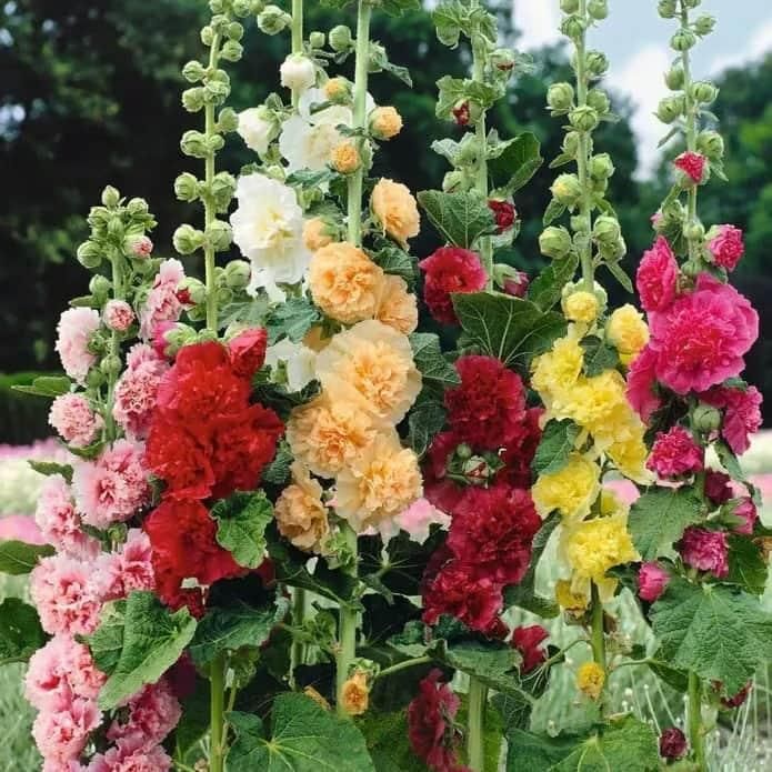 Hollyhock Flower Seeds – Imported High-Quality Blooms