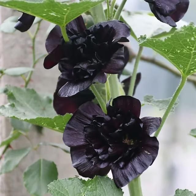 Hollyhock Flower Seeds – Imported High-Quality Blooms