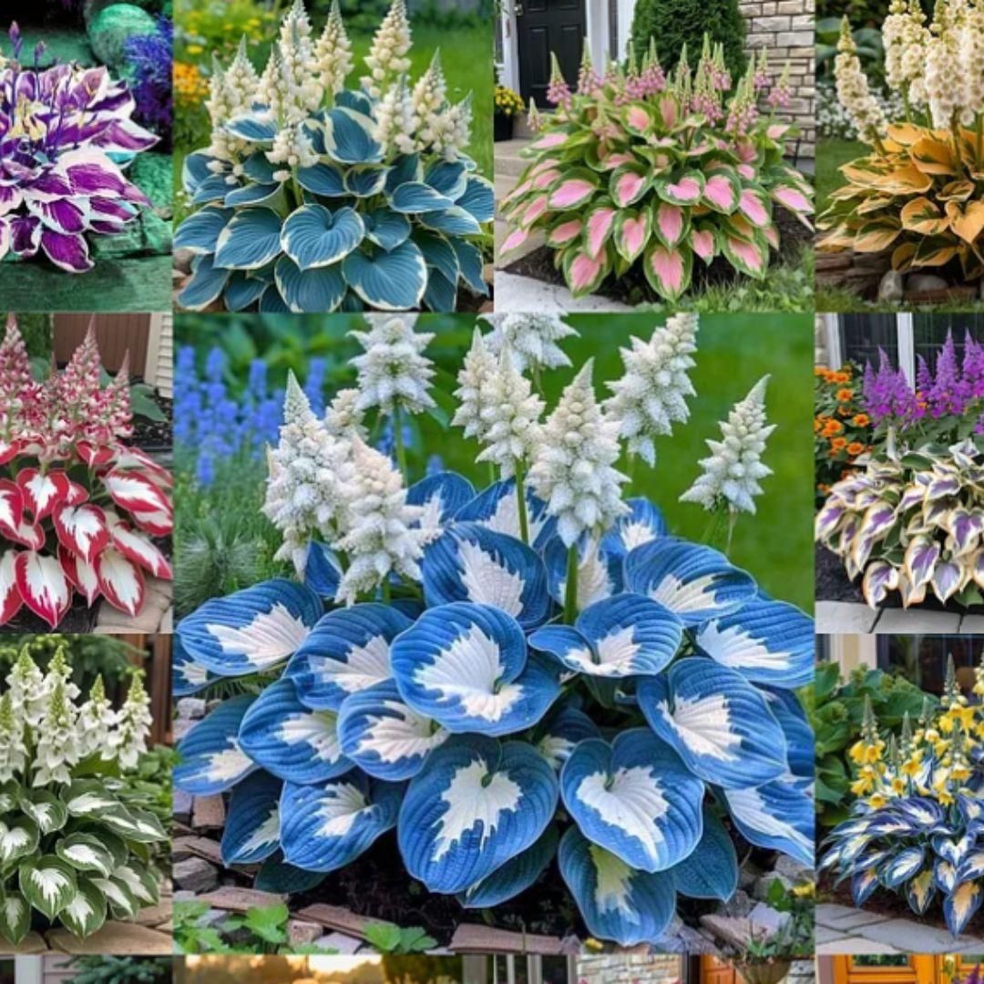Hosta Perennial Flowers – Shade Loving & Winter Resistant