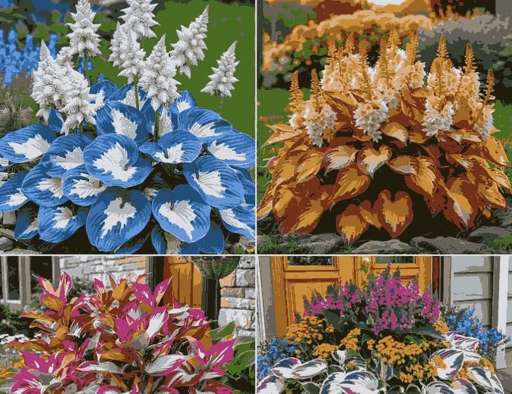 Hosta Perennial Flowers – Shade Loving & Winter Resistant